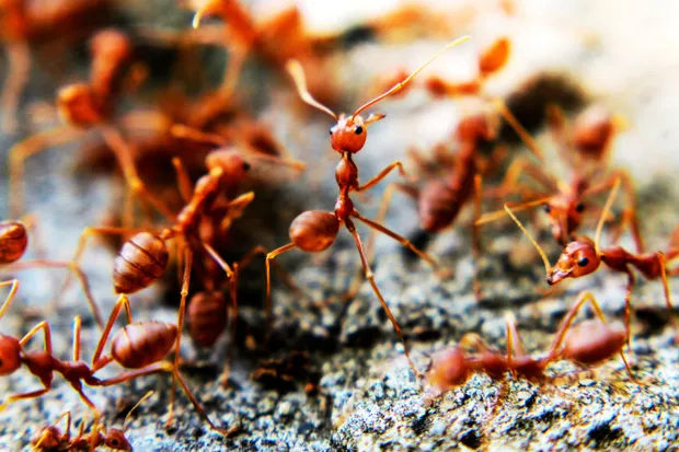 ant-pest-control-knoxville-tn