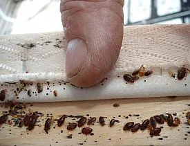 Effective Bed Bug Management Services Columbus