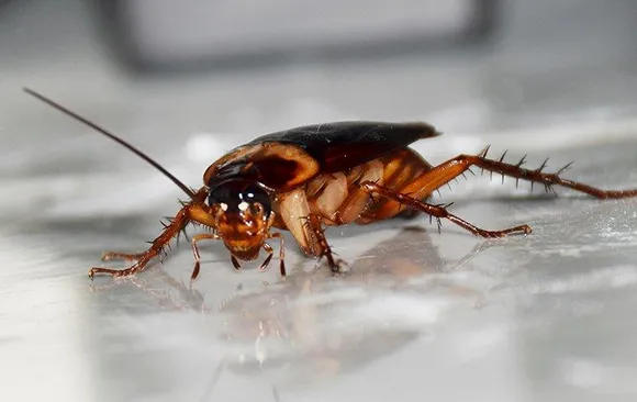 roach-exterminator-knoxville-tn